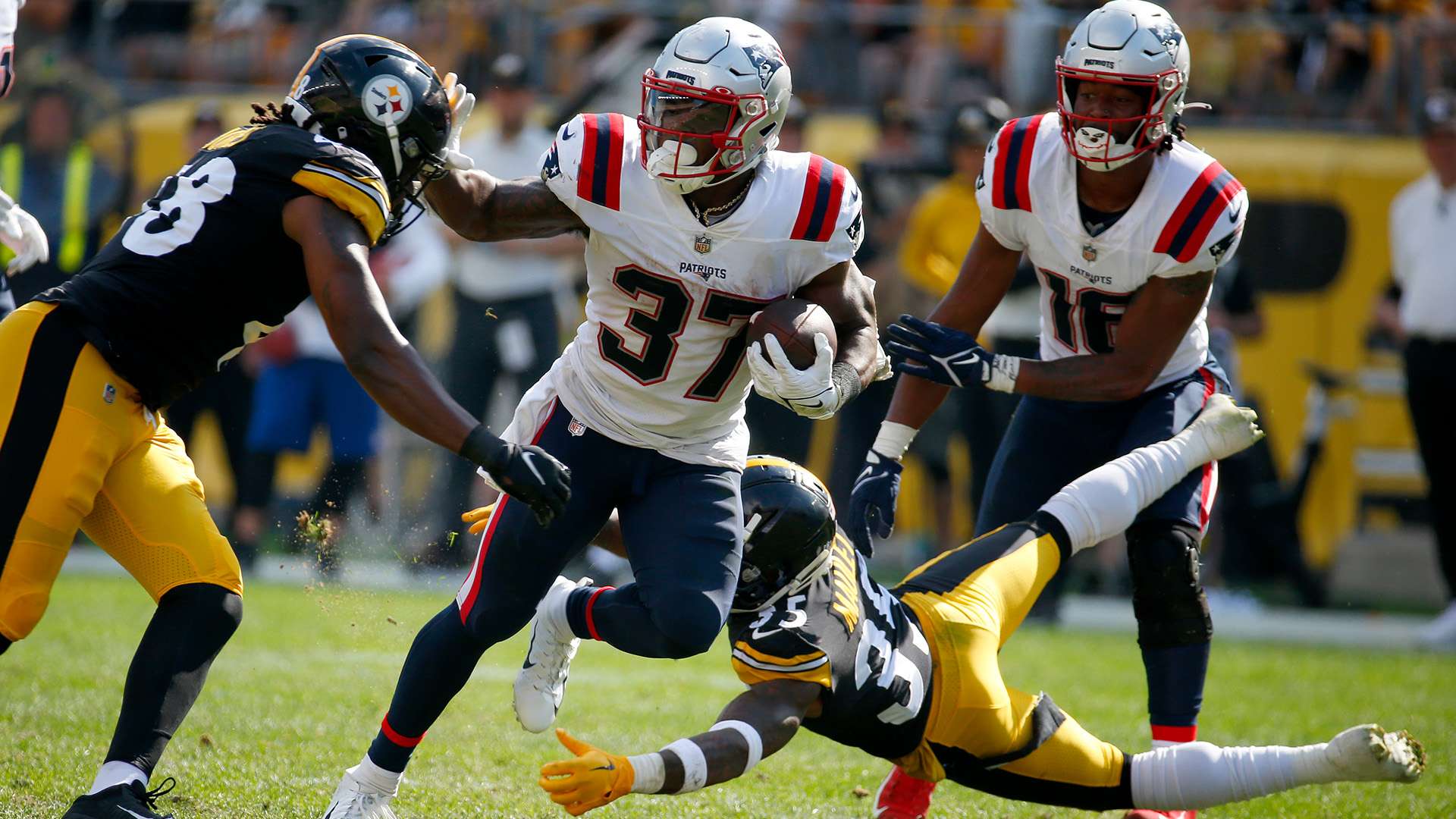 弗雷德的乌 弗雷德的乌